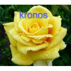 Троянда Кронос (Роза Kronos)